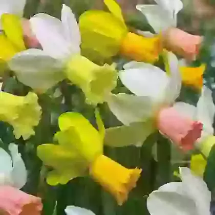Three Variety Mix